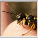 Mellinus arvensis - Kotwespe w16.jpg